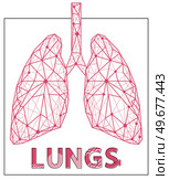 Polygonal human lungs made of red lines and dots. Medical research of internal organs, innovative approach concept. Organ of human respiratory system. Modern depiction of air breathing organ. Modern depiction of human respiratory system organ for air breathing. Polygonal human lungs. Стоковая иллюстрация, агентство Ingram Publishing / Фотобанк Лори
