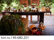 Wedding decoration in the Slavic style. Flower arrangements in stumps and snags. Стоковое фото, фотограф Галина Федосеева / Фотобанк Лори