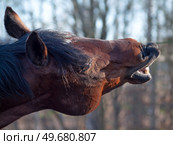 motion portrait of sniffing bay stallion. close up. Стоковое фото, агентство Ingram Publishing / Фотобанк Лори