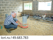 Farmer setting corn feeder for chickens and guinea fowl. Стоковое фото, агентство Ingram Publishing / Фотобанк Лори