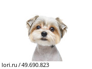 Puppy Maltese lapdog isolated on white background. Стоковое фото, фотограф Корнеев Вячеслав / Фотобанк Лори
