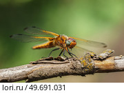 Sympétrum Sanguin (Sympetrum sanguineum) red dragonfly. Стоковое фото, фотограф Корнеев Вячеслав / Фотобанк Лори