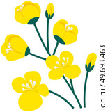 Flowering stalk of yellow rape flowers. Wild field grass. Concept of rapeseed oil or garden. Spring blossom element for card design. Delicate flowers with green leaves vector isolated on white. Flowering stalk of yellow rape flowers. Wild field grass. Concept of rapeseed oil or garden. Стоковая иллюстрация, агентство Ingram Publishing / Фотобанк Лори