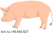 Pink pig, domestic farm animal. Piggy or swine, artiodactyl mammal vector illustration. Farming, agriculture and livestock breeding. Domesticated animal, farm pig for meat and fat production. Pink pig, domestic farm animal for meat and fat production. Farming and livestock breeding. Стоковая иллюстрация, агентство Ingram Publishing / Фотобанк Лори