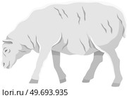 White ship, domestic farm animal. Lamb with wool, ruminant mammal vector illustration. Farming, animal husbandry and livestock breeding. Domesticated farm sheep for meat and wool production. White ship, domestic farm animal for meat and wool production. Farming and livestock breeding. Стоковая иллюстрация, агентство Ingram Publishing / Фотобанк Лори