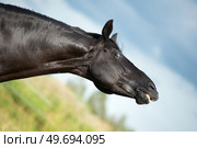 portrait of black stallion sniffing at pasture. close up. Стоковое фото, агентство Ingram Publishing / Фотобанк Лори