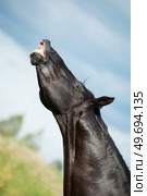 portrait of black stallion sniffing at pasture. close up. Стоковое фото, агентство Ingram Publishing / Фотобанк Лори