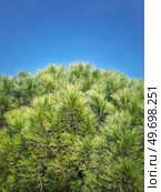 Closeup pine tree branches with evergreen needles over blue sky background. Стоковое фото, агентство Ingram Publishing / Фотобанк Лори