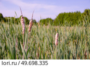 Старый рогоз (typha) растет на опушке леса. Средняя полоса России. Стоковое фото, фотограф Александр Ермулин / Фотобанк Лори