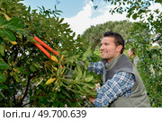 male worker is triming the hedge. Стоковое фото, агентство Ingram Publishing / Фотобанк Лори