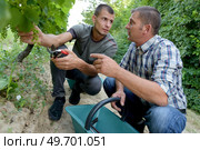 viticulture supervisor with an apprentice. Стоковое фото, агентство Ingram Publishing / Фотобанк Лори