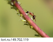 Macro photo of an ant and aphids on a plant stem. Стоковое фото, фотограф Игорь Кляхин / Фотобанк Лори