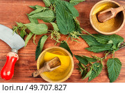 Cut bush of fresh nettle leaves and old grass knife. Top view. Fresh nettle and knife. Стоковое фото, агентство Ingram Publishing / Фотобанк Лори