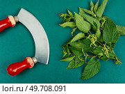 Cut bush of fresh nettle leaves and old grass knife. Top view. Nettle fresh green leaves and knife. Стоковое фото, агентство Ingram Publishing / Фотобанк Лори