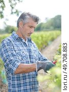 a man is picking grapes. Стоковое фото, агентство Ingram Publishing / Фотобанк Лори