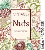 Vintage background with various nuts. Banner with almond, walnut, hazelnut, peanut and chestnut. Hand drawn illustration. Стоковая иллюстрация, агентство Ingram Publishing / Фотобанк Лори