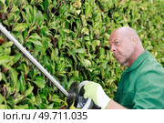 man cutting hedge with electronic trimmer during gardening work. Стоковое фото, агентство Ingram Publishing / Фотобанк Лори