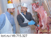 Senior butcher showing animal carcasss to junior butcher. Стоковое фото, агентство Ingram Publishing / Фотобанк Лори