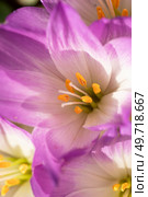 flowering beautiful white - violet crocuses at sunny autumn day. close up. Стоковое фото, агентство Ingram Publishing / Фотобанк Лори