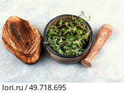 Marjoram, a hot spice with a sweet smell, medicinal plant. Origanum majorana, organic food. Fresh marjoram spice on the kitchen table. Стоковое фото, агентство Ingram Publishing / Фотобанк Лори