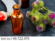 Healing plant burdock or Silybum marianum, herbal Medicine. Prickly heads of burdock flowers. Стоковое фото, агентство Ingram Publishing / Фотобанк Лори