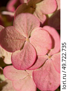 pink-green beautiful hydrangea blossom at sunny  day. macro. Стоковое фото, агентство Ingram Publishing / Фотобанк Лори