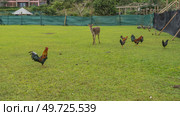 Chickens, roosters, guinea fowls are walking on the green lawn in the aviary. A beautiful deer Rusa Cervus timorensis stands looking at the camera. Mauritius. La Vallée Des Couleurs Nature Park. Стоковое фото, фотограф Вера Ивановна Кубарева / Фотобанк Лори