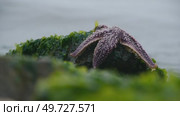 Владивосток. Мыс Кунгасный. Стоковое видео, видеограф Максим Антоненко / Фотобанк Лори