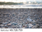 An important dove of pockmarked color walks along the rocky seashore. Стоковое фото, фотограф Лазаренко Светлана / Фотобанк Лори