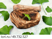 Fresh green leaves ginkgo biloba leaves and mortar, traditional Chinese medicine. Natural ingredient for alternative medicine. Ginkgo biloba leaves, medicines. Стоковое фото, агентство Ingram Publishing / Фотобанк Лори