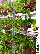 Potted plants in flower shop - pothos tutor flower on shelves. Стоковое фото, фотограф Яков Филимонов / Фотобанк Лори