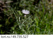 Medicinal plant (Galactites tomentosa) growing in the mountains in a meadow close-up. Стоковое фото, фотограф Татьяна Ляпи / Фотобанк Лори