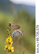 Two beautiful, bright, delicate butterflies (Plebeius argus) close-up. Стоковое фото, фотограф Татьяна Ляпи / Фотобанк Лори