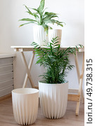Two white planters with plants on the floor. Стоковое фото, фотограф Роготнева Виктория / Фотобанк Лори