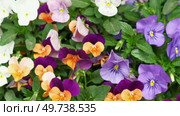 Wild pansies, Viola Tricolor, also known as Johnny Jump Up. Many Purple and Yellow Flowers. Pansies on a Backyard. Landscaping in Green Home Garden. Landscape Design with Flower beds in Summer. Стоковое видео, видеограф Марина Демидюк / Фотобанк Лори