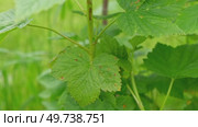 Currant and gooseberry leaf spot. Curling puckering sick blister leaves close-up. Small, dark yellow orange spots on the plant. Puckered blistered leaves distorted by aphids. Yellowish green foliage. Стоковое видео, видеограф Марина Демидюк / Фотобанк Лори