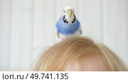 Budgerigar playing with little blond hair child boy. Budgie. Funny white blue purple parakeet sitting on owner head. Cute tamed bird having fun with people. Friendship, relationship with Pets. Стоковое видео, видеограф Марина Демидюк / Фотобанк Лори