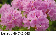 Blossoming rhododendron flowers on blurred background. Natural backdrop. Blooming pink rhododendrons swaying gently in sunlit garden. Alpenrose, snow-rose. Flowering bush. Biodiversity conservation. Стоковое видео, видеограф Марина Демидюк / Фотобанк Лори