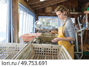 female worker in oyster farm. Стоковое фото, агентство Ingram Publishing / Фотобанк Лори