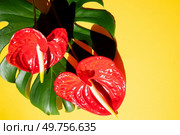 tropical leaves greenery with green leaves and red anthurium flowers over bright yellow background. tropical leaves greenery. Стоковое фото, агентство Ingram Publishing / Фотобанк Лори