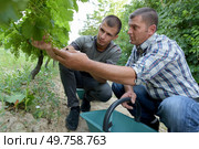 portrait of two vineyard workers discussing wine outdoors. Стоковое фото, агентство Ingram Publishing / Фотобанк Лори