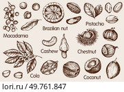 Set of vintage hand drawn nuts. Cola, macadamia, cashew, pista?hio and coconuts. Vector illustrations. Стоковая иллюстрация, агентство Ingram Publishing / Фотобанк Лори