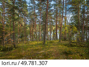 View of the mixed autumn forest near the village of Lumivaara on a sunny autumn day, Ladoga Skerries, Lahdenpohya, Republic of Karelia, Russia. Стоковое фото, фотограф Ula Ulachka / Фотобанк Лори
