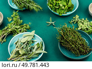 Fresh herbs for cooking, mint, thyme, rosemary, sage and savory on the kitchen table.. Set of fresh herbs spices. Стоковое фото, агентство Ingram Publishing / Фотобанк Лори