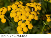 Tansy, Tanacetum vulgare, pest repellent and medicinal plant with flower blossom. Стоковое фото, агентство Ingram Publishing / Фотобанк Лори