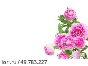 pink peony flowers isolated on white background. pink peonies. Стоковое фото, агентство Ingram Publishing / Фотобанк Лори