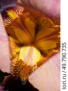 beautiful yellow core of Burgundy  Iris flower  at sunny day. close up. . Стоковое фото, агентство Ingram Publishing / Фотобанк Лори