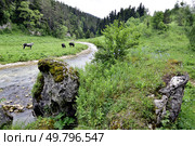 Ущелье реки Курджипс, Плато Лаго-Наки, Адыгея. Стоковое фото, фотограф Оглоблин Андрей Николаевич / Фотобанк Лори