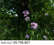 Вечерница обыкновенная, гесперис, Hesperis matronalis. Стоковое фото, фотограф Larchenko Alexei / Фотобанк Лори