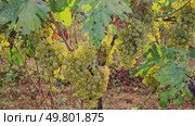 fresh green grape bunches in sunny day after harvesting. Стоковое видео, видеограф Яков Филимонов / Фотобанк Лори